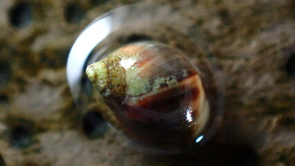 Small periwinkle (Melarhaphe neritoides) during low tide in the littoral zone, Ligurian Sea, Italy, Imperia