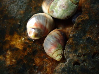 Small periwinkle (Melarhaphe neritoides) during low tide in the littoral zone, Ligurian Sea, Italy, Imperia