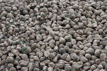 Sugar beets forming large pile after harvest