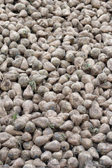 Freshly harvested sugar beets piling for sugar production