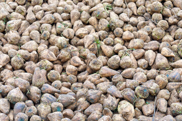 Piled sugar beets harvested for sugar production