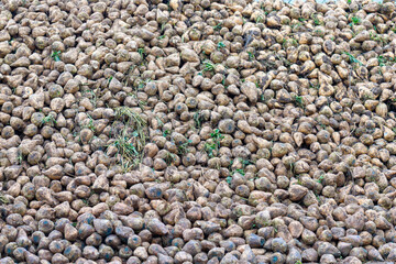 Sugar beet harvest stock piled for processing