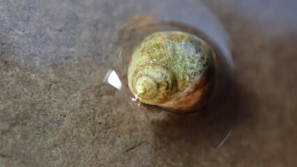 Small periwinkle (Melarhaphe neritoides) during low tide in the littoral zone, Ligurian Sea, Italy, Imperia
