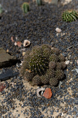 A walk through the botanical garden on a sunny summer day. Plants grown in a greenhouse under comfortable conditions, cared for by the garden staff.a cactus growing among small stones
