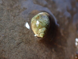 Small periwinkle (Melarhaphe neritoides) during low tide in the littoral zone, Ligurian Sea, Italy, Imperia