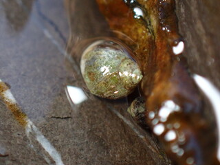 Small periwinkle (Melarhaphe neritoides) during low tide in the littoral zone, Ligurian Sea, Italy, Imperia