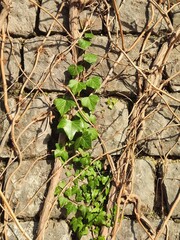 Green ivy on old stone wall