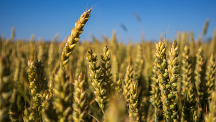 Golden Wheat Field Under Clear Sky © bltvmax