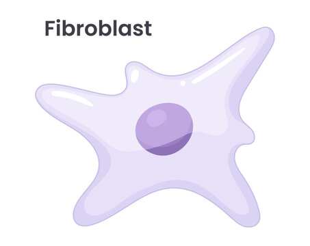 Vector illustration of a fibroblast cell in skin tissue, highlighting cellular structure and function in a detailed, scientific style.