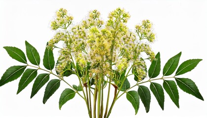 Neem Flowers Bouquet Isolated On Transparent Background Floral Illustration Botanical Art Neem Flower Plant
