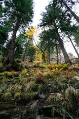 Fototapeta premium Vertical shot of autumn colorful wild forest on route to Balea Waterfall along Transfagarasan Highway, Romania