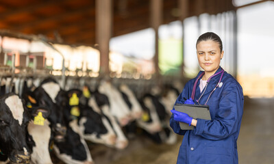 Asian woman works as a veterinarian, she stands on the farmer in the cowshed and checks the...
