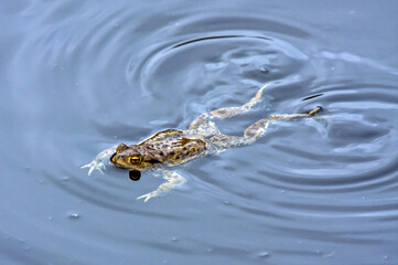 A toad swimming in the water in spring during spawning season. Common toad or European toad (Bufo bufo).