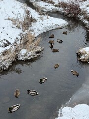 Mallards ducks in Canadian harsh winter