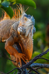 iguana on tree