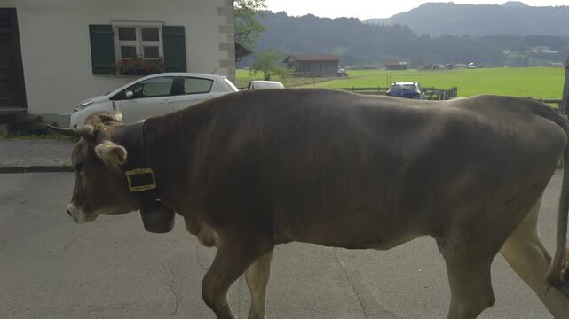 Obersdorf, Germany. Shepherds from Bavaria, Germany move herd of cows through town of Obersdorf in summer. Mountain farmers in Alps take their cows out to pasture for duration of summer. 