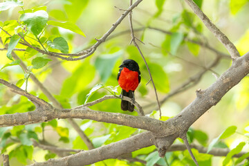 Colorful Crimson-breasted shrike perched in a savanna habitat in Moremi Game Reserve, Okavango delta in Botswana