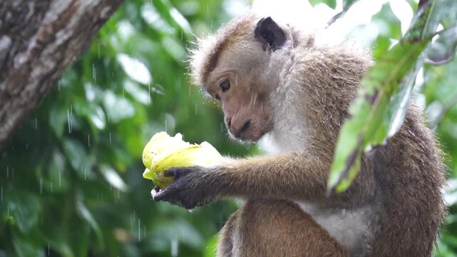 Wet Toque Macaque Monkey Enjoys a Starfruit During a Gentle Tropical Rain in a Lush Sri Lankan Forest, Capturing a Moment of Wild Serenity