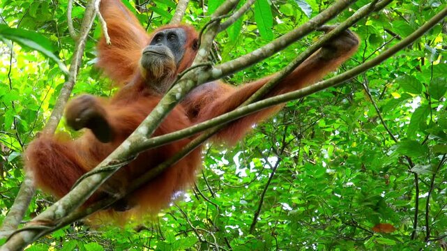 Animals in wild. Orangutan female in tropical rainforest relaxing on tree. Sumatra, Indonesia