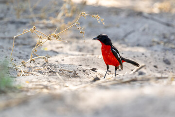 Colorful Crimson-breasted shrike moving on sandy ground and looking for food in a savanna habitat in Moremi Game Reserve, Okavango delta in Botswana