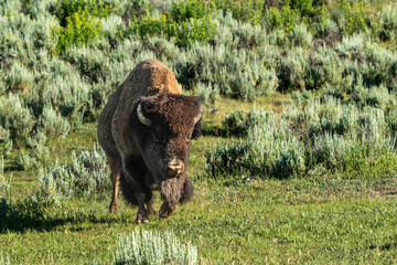 Male Bison Walks Through Sage Into Grass Field