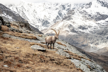 Male Ibex With Dramatic Snow Covered Alps In The Distance