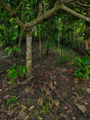 Beautiful country garden with natural fish pond