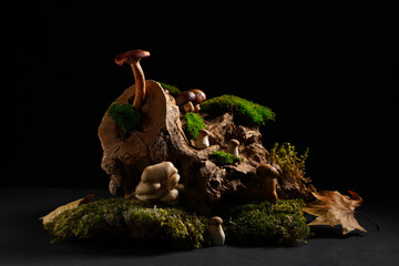 Green moss, tree bark and fresh mushrooms on black grunge background, closeup