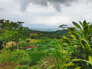 Terraced rice field area with forest background on mountain slopes and cloud cover in Gunung Kidul area, Yogyakarta region