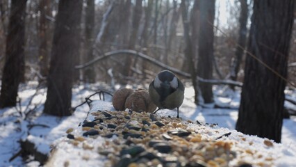 Cute tit bird pecking food from open feeding trough at snowy forest. Beautiful tomtit eating meal from wood feeder at sunny snow woodland. The scene captures care for wildlife and harmony of nature