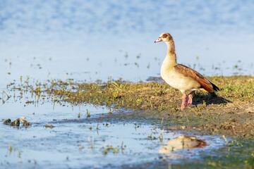 Egyptian goose standing on a muddy bank of a pool in Moremi Game Reserve, Botswana