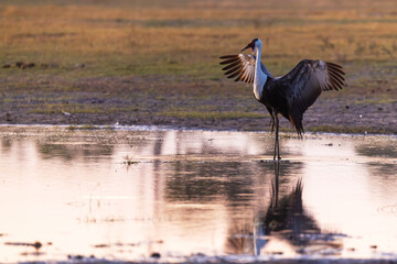 Naklejka premium Majestic Wattled crane standing in shallow water and spreading its wings during dusk in Moremi Game Reserve, Botswana