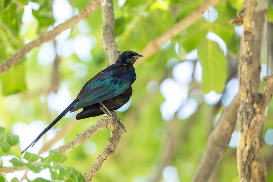 A lonely Meves's starling perched in a shade during a hot day in Moremi Game Reserve, Botswana