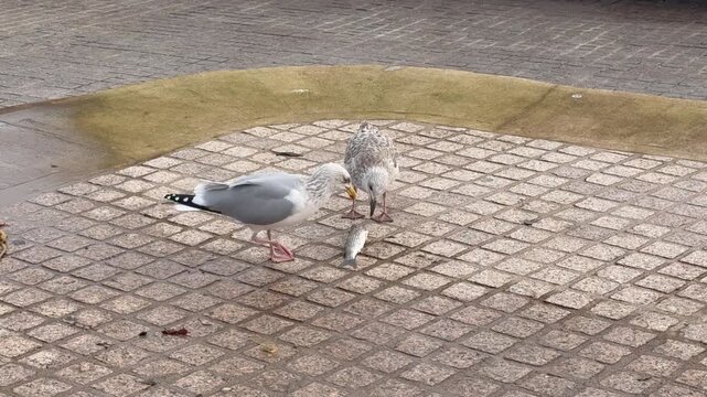 Gulls feeding on a fish at the seaside birds in holiday location scavenge for food UK England 4K