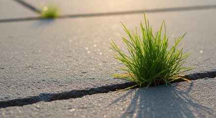 Close up of vibrant green grass with dewdrops growing through concrete, symbolizing life's resilience and urban ecology concept in morning sunlight