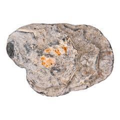 Closed raw oyster isolated on white background. Delicacy food. © Svetlana