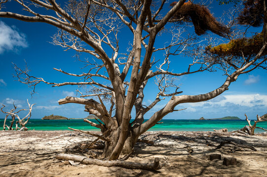Tropical turquoise Hermitage seascape of Carriacou framed by a tangle of Manchineel tree trunks and branches
