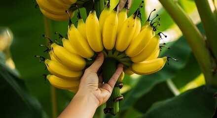 Hand holding bunch of ripe yellow bananas on a tree fruit tropical