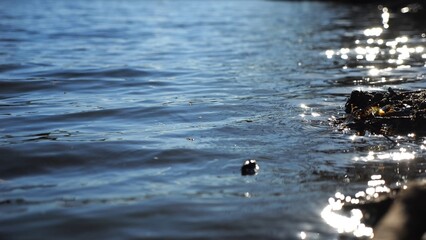 Close up view on lake with small waves at sunny day. Calm scenery of pond at summer season. Beautiful nature landscape. Concept of tranquility scene. Slow motion