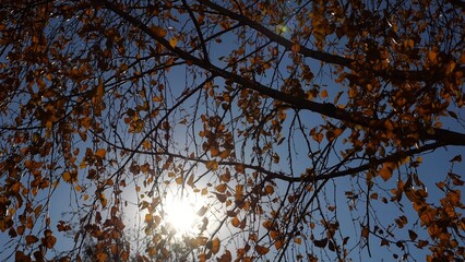 Low view to branches of birch gently swaying in wind with sunlight at background. Lush autumn orange foliage swinging on breeze at forest. Beautiful colorful fall season. Slow motion