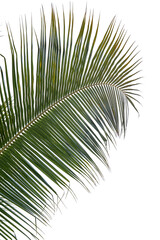 Palm leaf, silo, no bg, png, cut-out © Alene Photographs