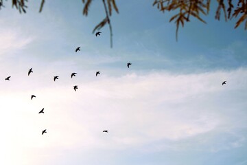 flock of birds in the sky