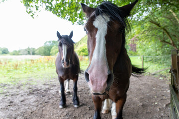 Horses at Eglinton Country Park near Glasgow, Scotland, UK. The park provides designated trails for horse riding, popular spot for equestrian activities. Great for walking, cycling, family outings. 