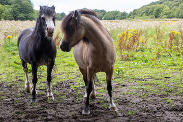 Fototapeta premium Horses at Eglinton Country Park near Glasgow, Scotland, UK. The park provides designated trails for horse riding, popular spot for equestrian activities. Great for walking, cycling, family outings. 