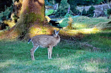 Sitka black-tailed deer at the old Rose Harbour Whaling Station in Gwaii Haanas National Park, Haida Gwaii, BC, Canada. Wild deer are a prominent feature among this former whaling station remains.