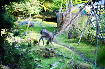 Sitka black-tailed deer at the old Rose Harbour Whaling Station in Gwaii Haanas National Park, Haida Gwaii, BC, Canada. Wild deer are a prominent feature among this former whaling station remains.