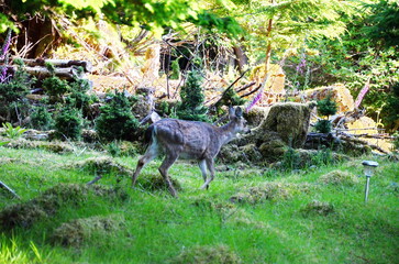 Sitka black-tailed deer at the old Rose Harbour Whaling Station in Gwaii Haanas National Park, Haida Gwaii, BC, Canada. Wild deer are a prominent feature among this former whaling station remains.