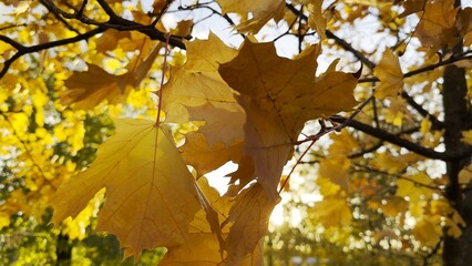 Golden maple leaves on tree branches gently swaying in the wind with sunlight at background. Lush autumn yellow foliage swinging on the breeze at forest. Beautiful colorful fall season. Close up