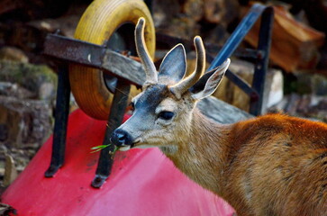 Sitka black-tailed deer at the old Rose Harbour Whaling Station in Gwaii Haanas National Park, Haida Gwaii, BC, Canada. Wild deer are a prominent feature among this former whaling station remains.