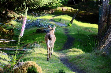 Sitka black-tailed deer at the old Rose Harbour Whaling Station in Gwaii Haanas National Park, Haida Gwaii, BC, Canada. Wild deer are a prominent feature among this former whaling station remains.